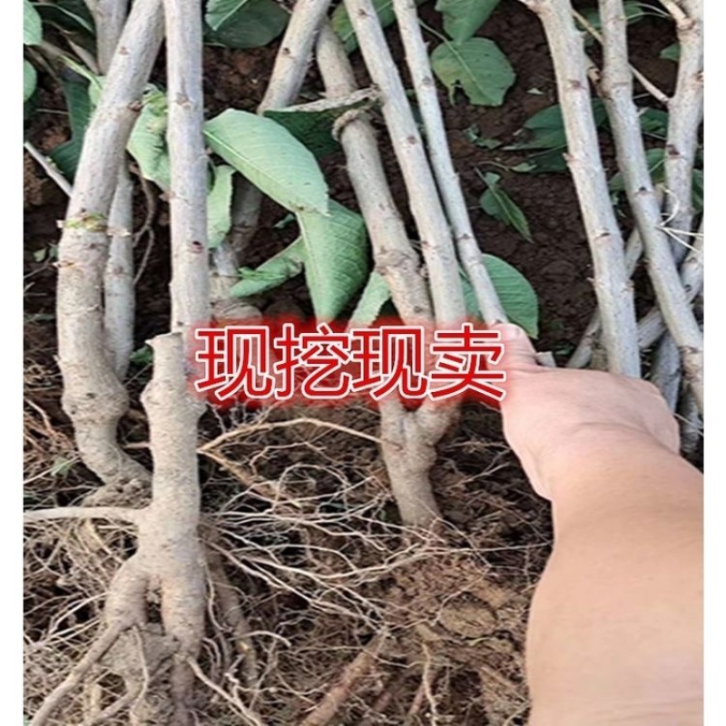 布鲁克斯樱桃苗，早树，果大，抗寒，包邮包活