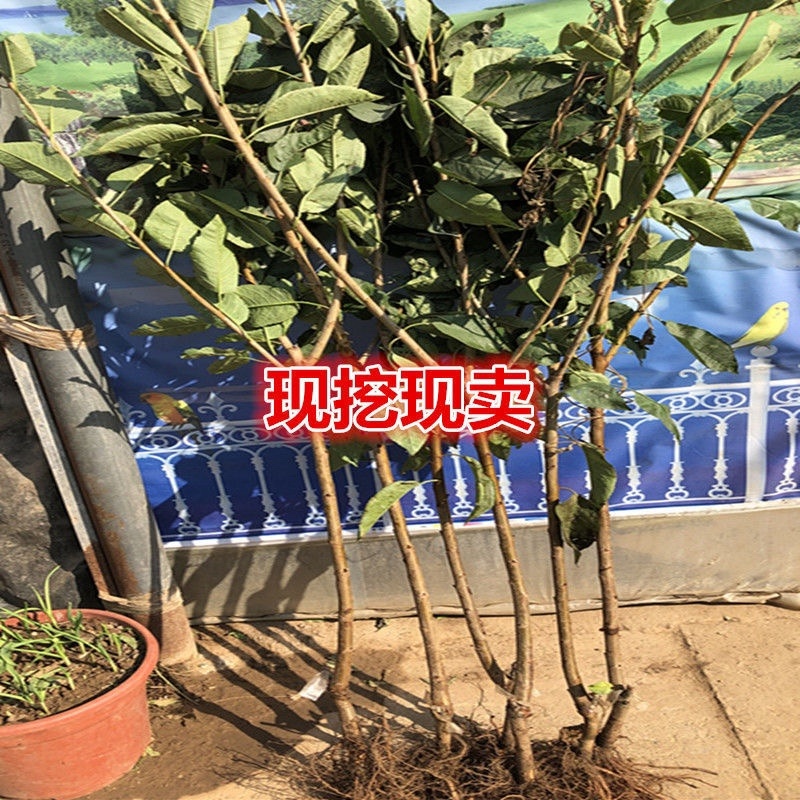 布鲁克斯樱桃苗，早树，果大，抗寒，包邮包活