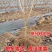 布鲁克斯樱桃苗，早树，果大，抗寒，包邮包活