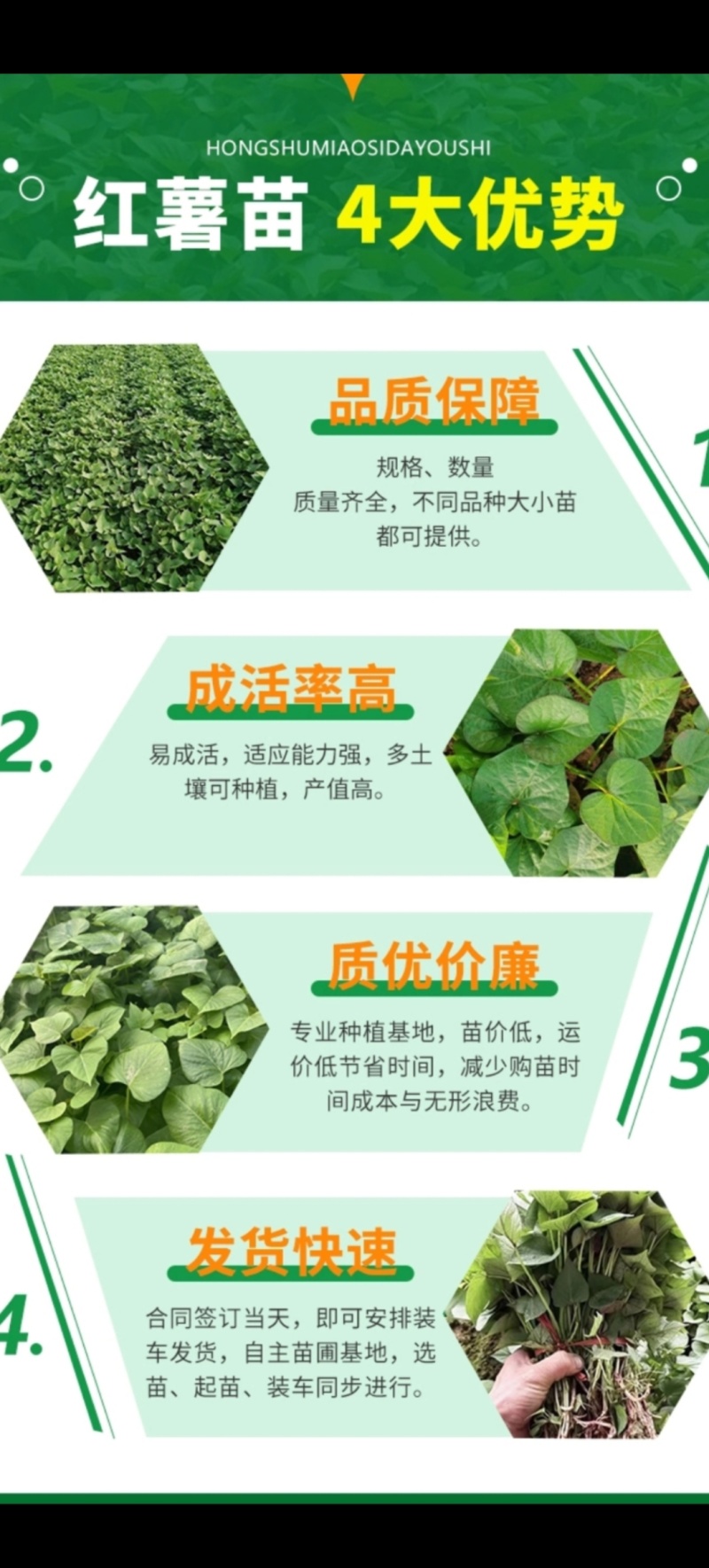 红薯苗