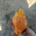 红薯苗