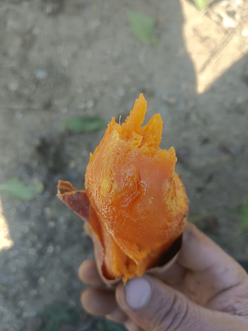 红薯苗