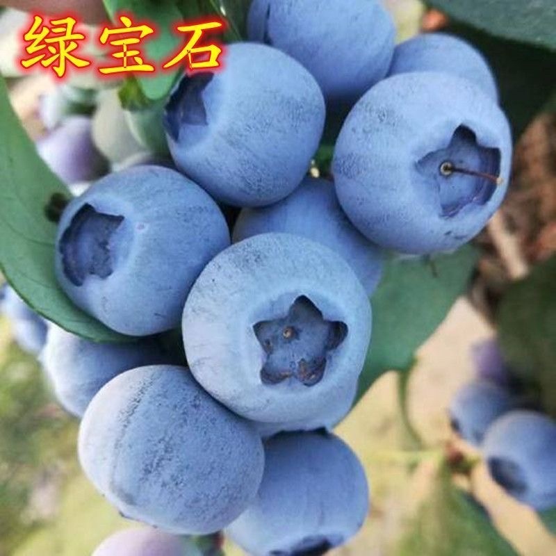 绿宝石蓝莓苗，果形大，产量高，抗寒能极强，包邮包活