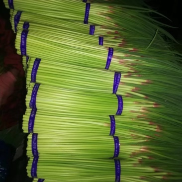 通许红帽干苔大量供应各级市场，商超，以及各大平台