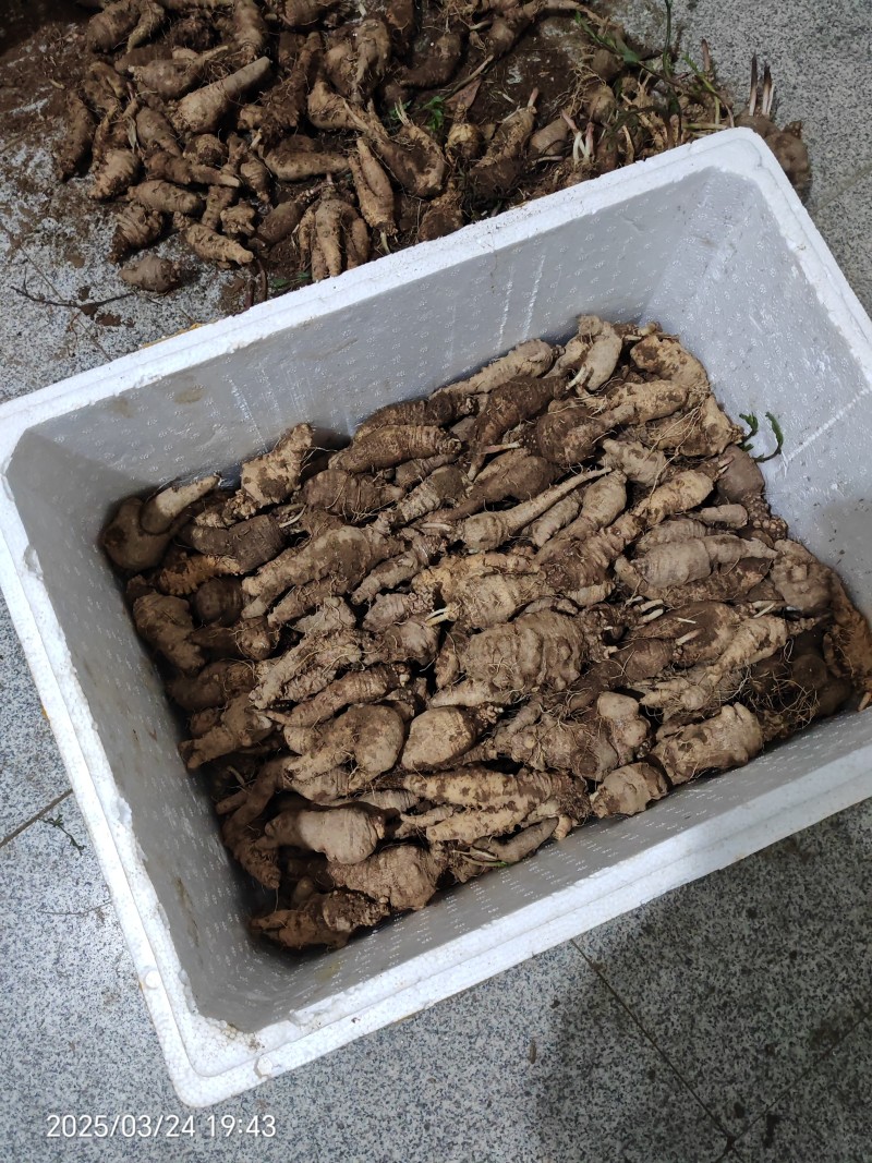 四叶参山海螺南方品种大别山区产地