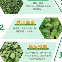 红薯苗