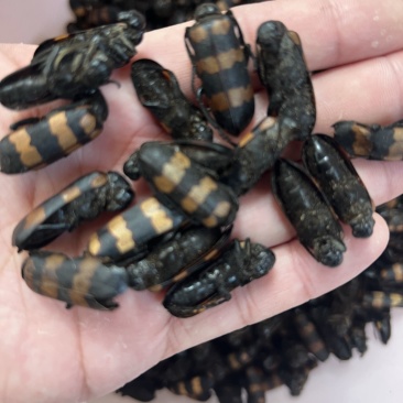 斑毛虫蝥虫野生干货整虫中药材精选10只大个头包邮