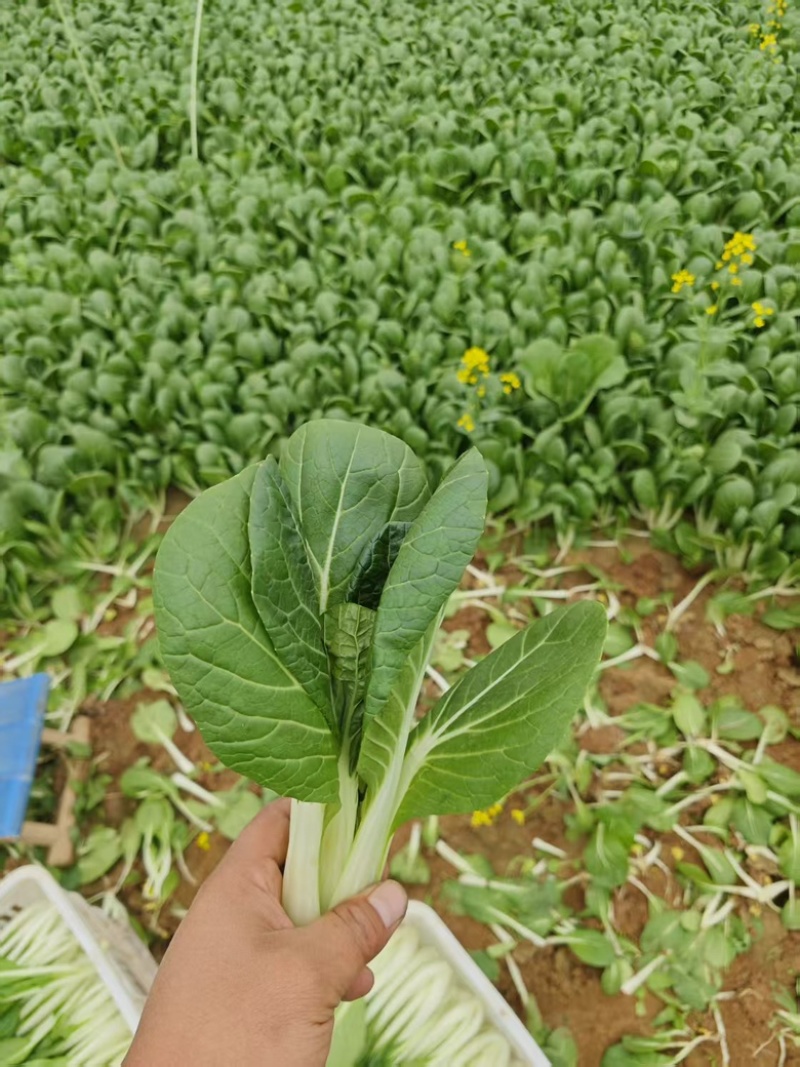 杭白菜、产地种植，有自己的冷库，货源充足，供货稳定