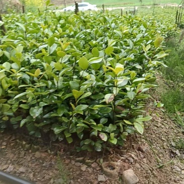 实生杯苗（