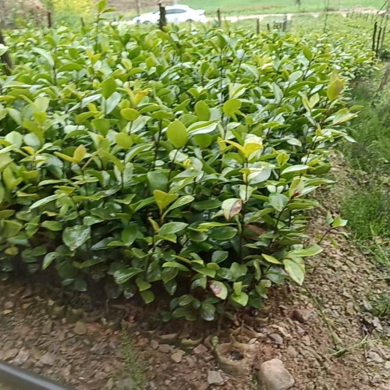 实生杯苗（