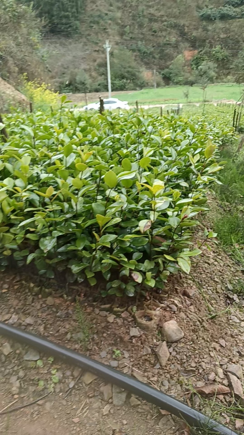 实生杯苗（