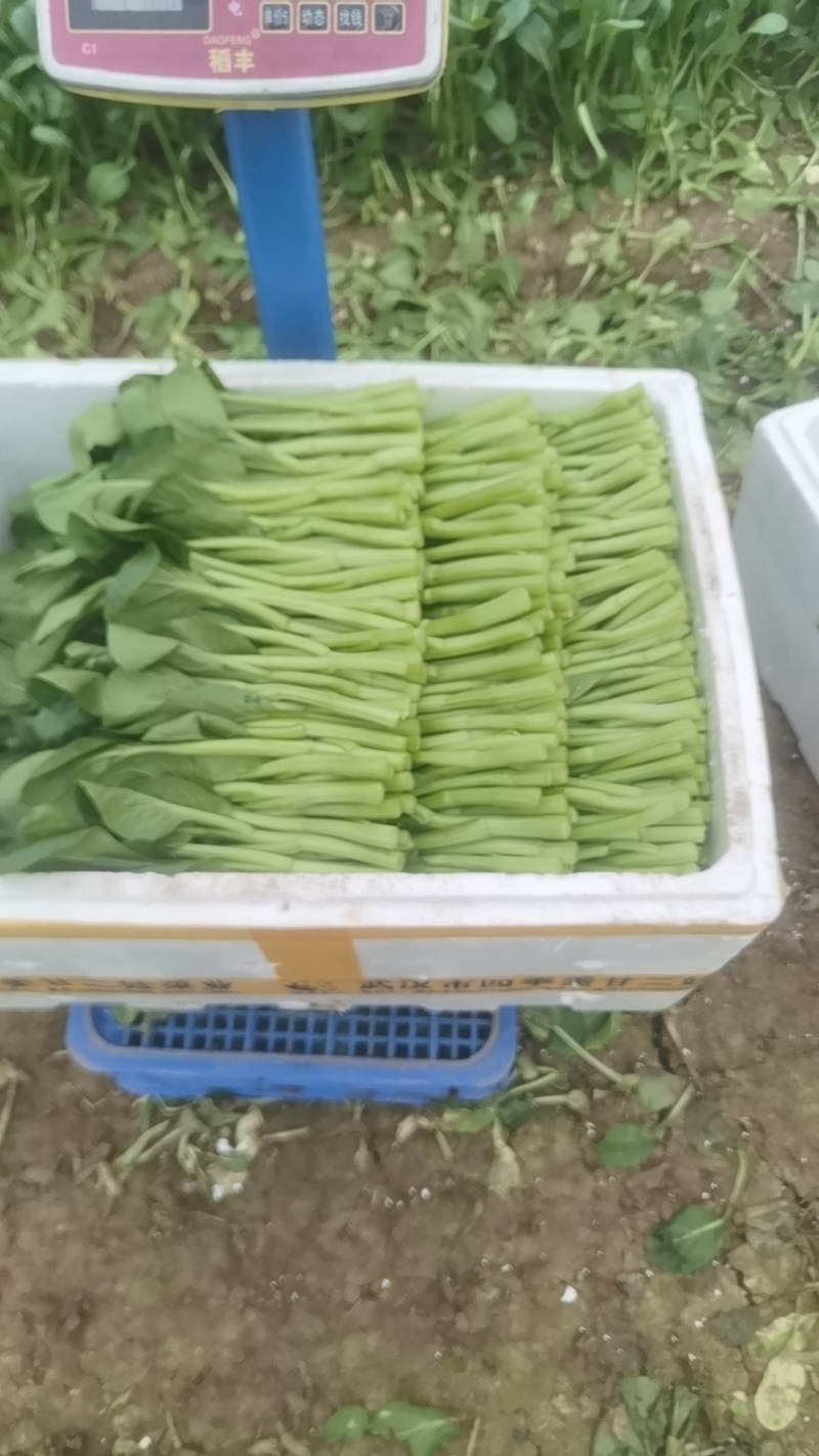 广东菜心