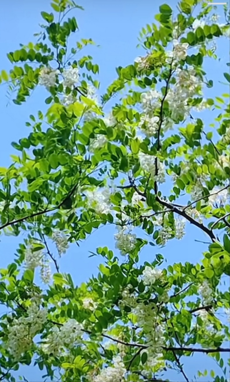 槐花