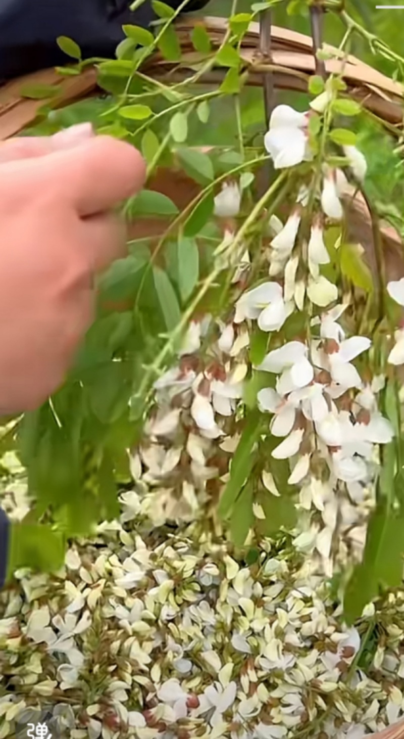 槐花
