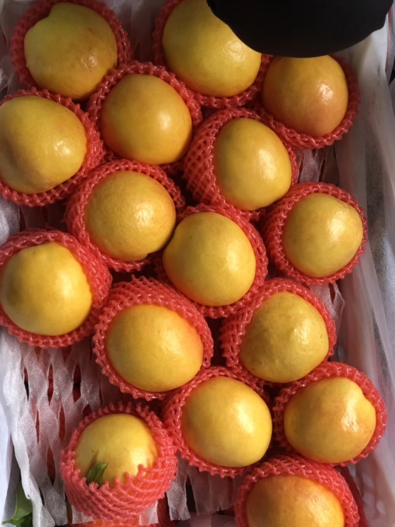 山东精品油桃中油四号油桃黄油桃电商货市场货