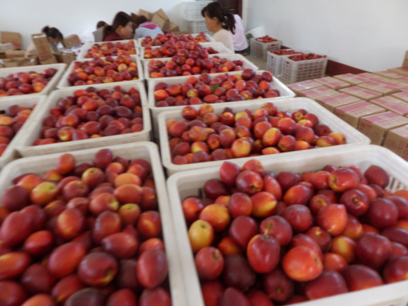 山东精品油桃中油四号油桃黄油桃电商货市场货