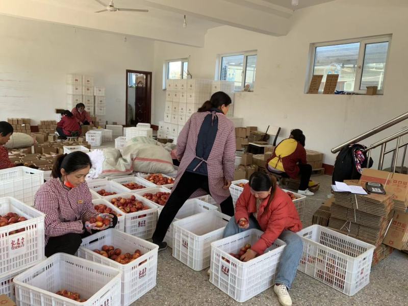 山东精品油桃中油四号油桃黄油桃电商货市场货