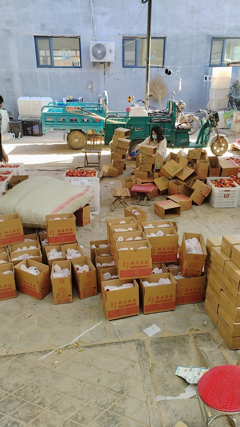 山东精品油桃中油四号油桃黄油桃电商货市场货