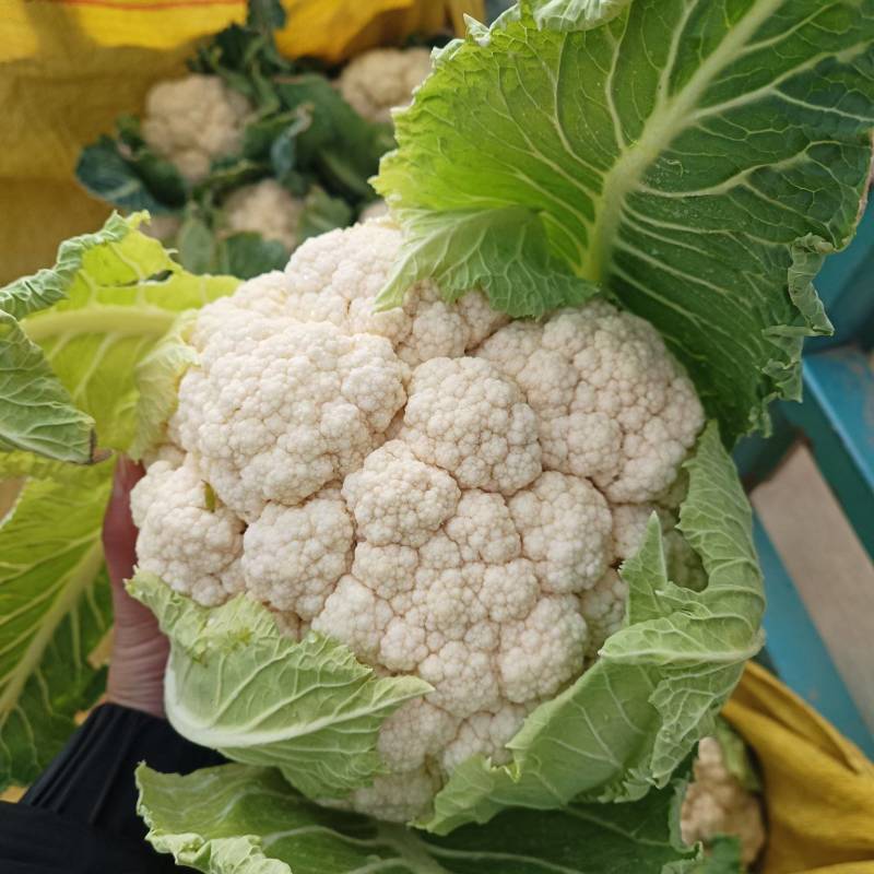 山东济宁金乡花菜大量供应，质量好，价格实惠