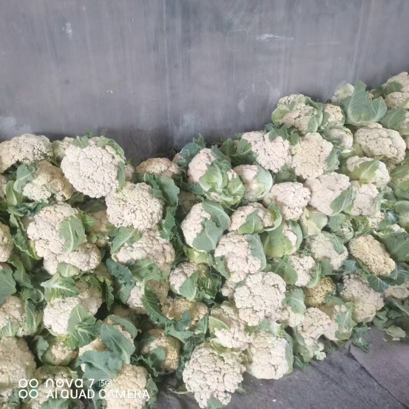 山东济宁金乡花菜大量供应，质量好，价格实惠