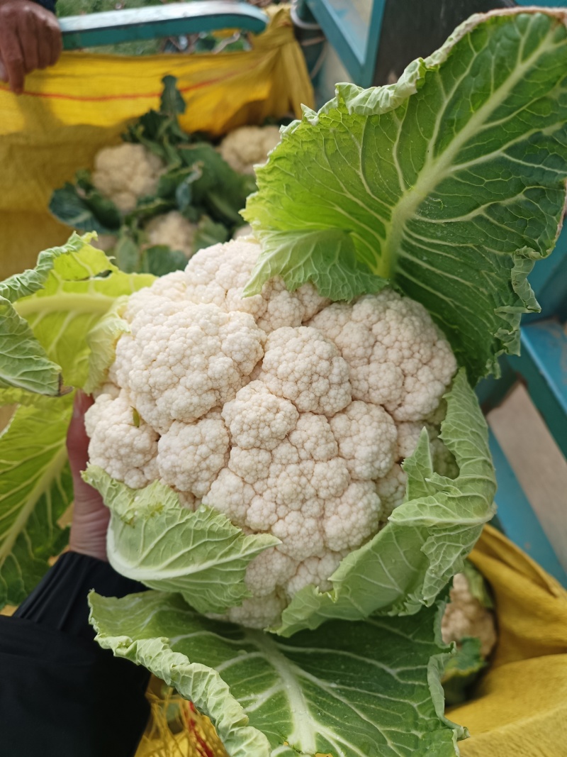 山东济宁金乡花菜大量供应，质量好，价格实惠