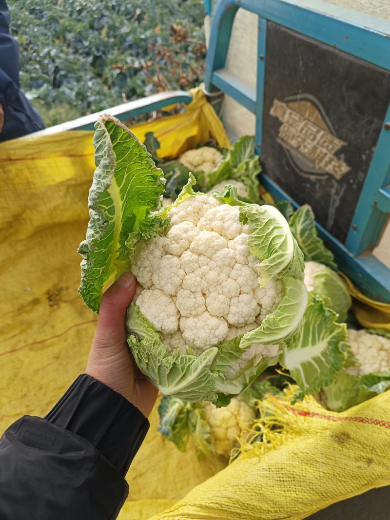 山东济宁金乡花菜大量供应，质量好，价格实惠