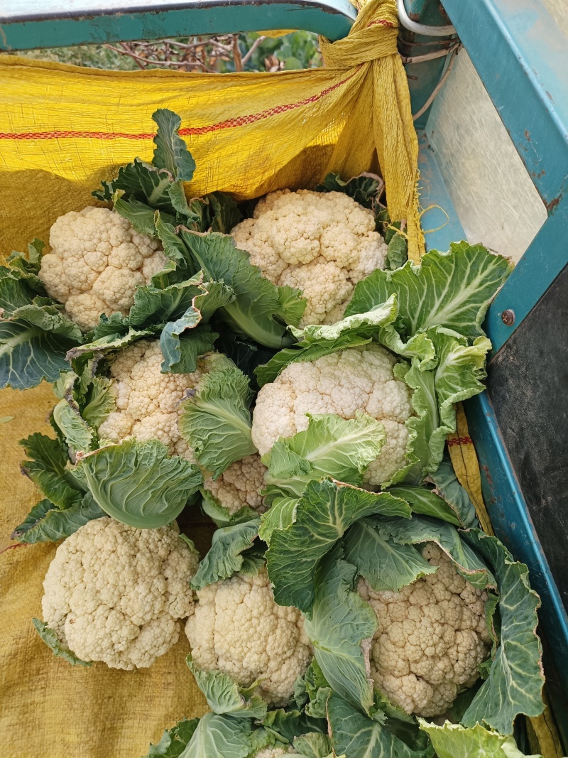 山东济宁金乡花菜大量供应，质量好，价格实惠