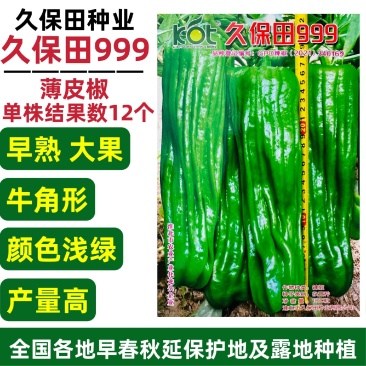 久保田999薄皮椒种子早熟大果泡椒种子高产大青椒种子