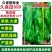 久保田999薄皮椒种子早熟大果泡椒种子高产大青椒种子