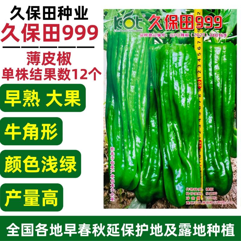 久保田999薄皮椒种子早熟大果泡椒种子高产大青椒种子