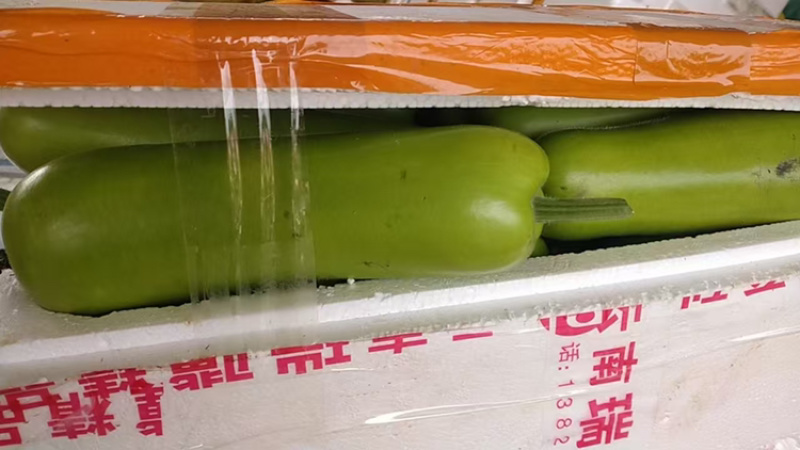 蒲瓜品质保证服务周到产地直发大量有货