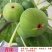 青皮无花果苗，皮薄无核，风味甜美，产量高，包邮包活