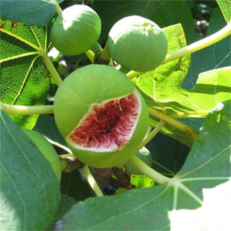 青皮无花果苗，皮薄无核，风味甜美，产量高，包邮包活