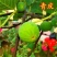 青皮无花果苗，皮薄无核，风味甜美，产量高，包邮包活