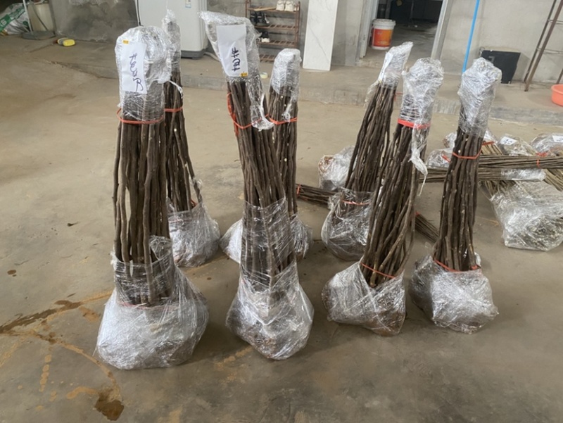 青皮无花果苗，皮薄无核，风味甜美，产量高，包邮包活