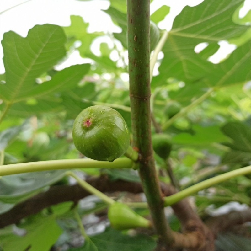 青皮无花果苗，皮薄无核，风味甜美，产量高，包邮包活