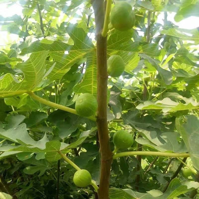 青皮无花果苗，皮薄无核，风味甜美，产量高，包邮包活
