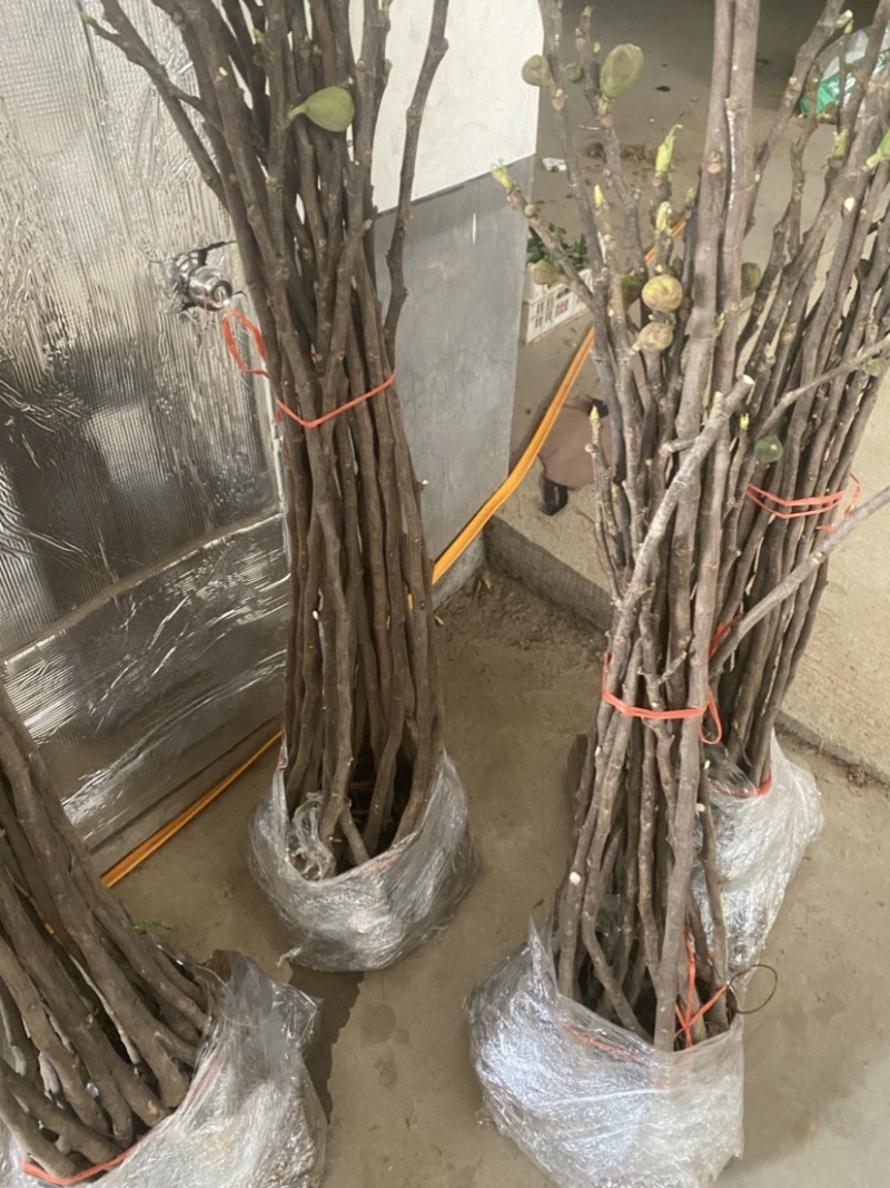 青皮无花果苗，皮薄无核，风味甜美，产量高，包邮包活