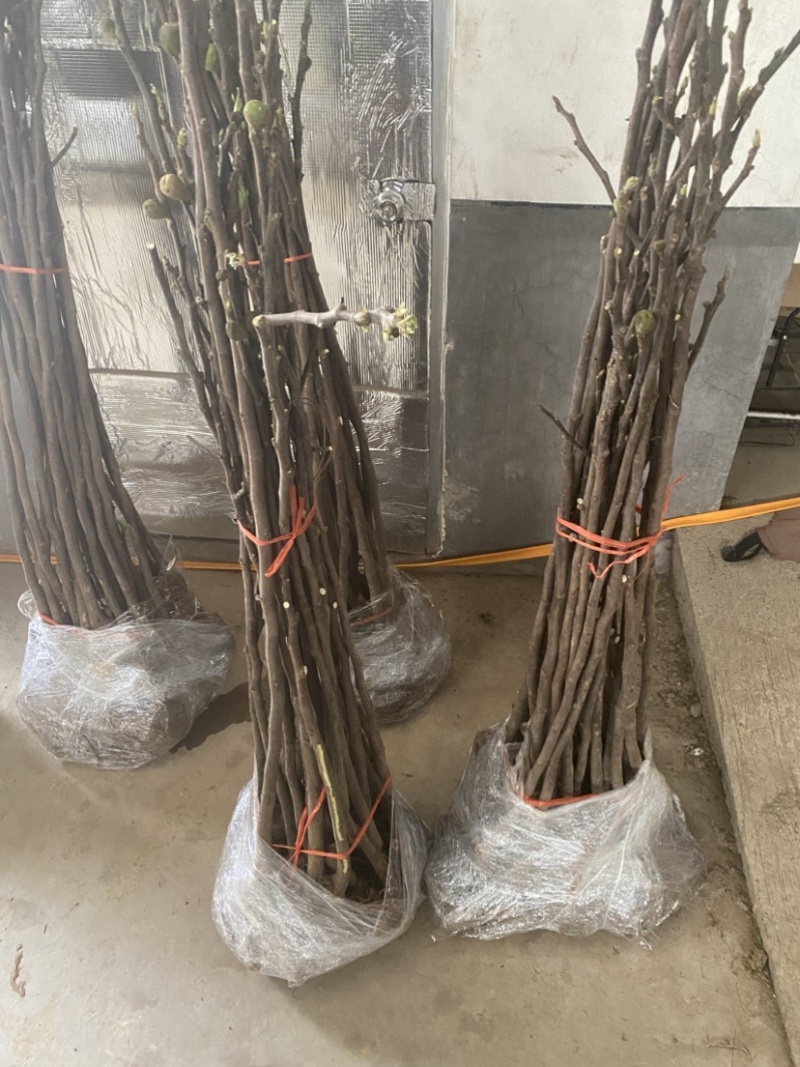 青皮无花果苗，皮薄无核，风味甜美，产量高，包邮包活