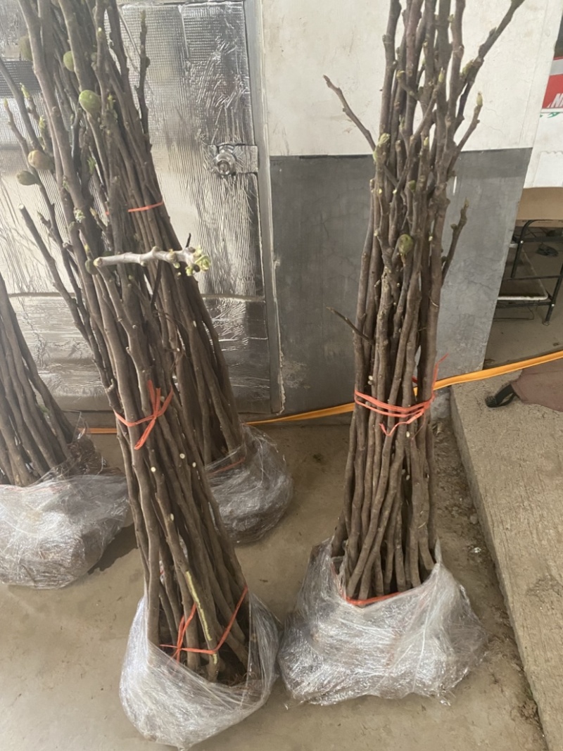 青皮无花果苗，皮薄无核，风味甜美，产量高，包邮包活
