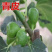 青皮无花果苗，皮薄无核，风味甜美，产量高，包邮包活