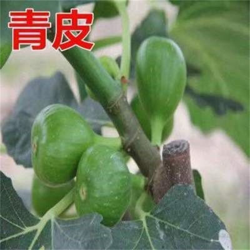 青皮无花果苗，皮薄无核，风味甜美，产量高，包邮包活
