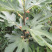 青皮无花果苗，皮薄无核，风味甜美，产量高，包邮包活