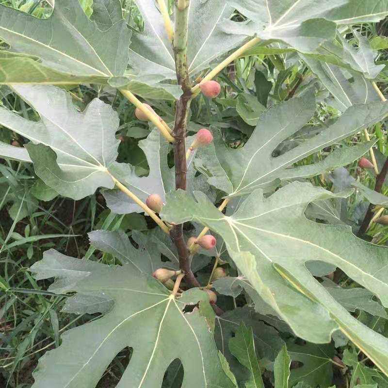 青皮无花果苗，皮薄无核，风味甜美，产量高，包邮包活