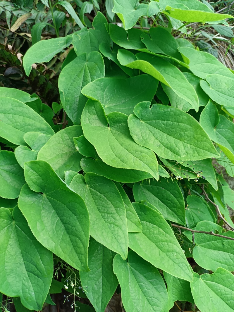 淫羊藿三支九叶大别山品种！规格可选！