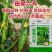 田骄六号水果黄瓜种子脆甜清香强雌旱黄瓜种子翠绿油亮耐热