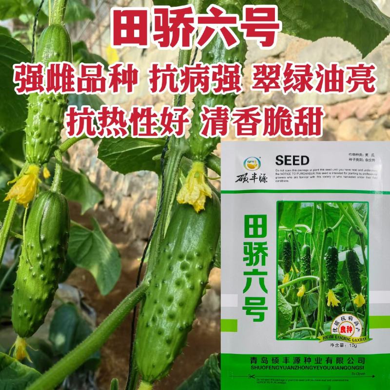 田骄六号水果黄瓜种子脆甜清香强雌旱黄瓜种子翠绿油亮耐热
