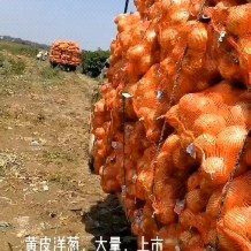 黄皮洋葱，紫皮洋葱，红洋葱，大量上市了产地直供