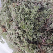 茵陈鲜货