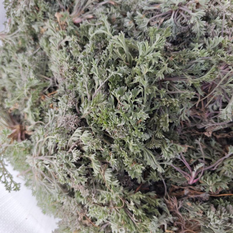 茵陈鲜货